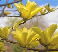 Butterflies Yellow Magnolia - Magnolia 'Butterflies'