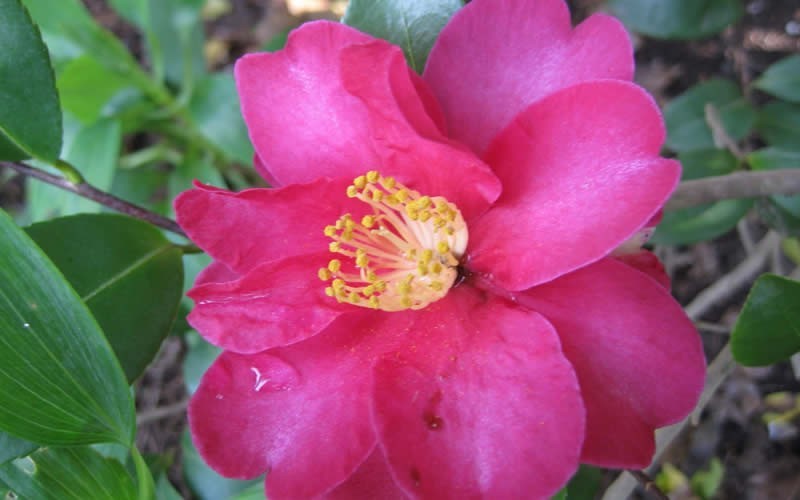 Kanjiro Camellia Sasanqua Photo 1