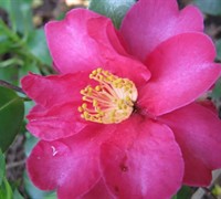 Kanjiro Camellia Sasanqua