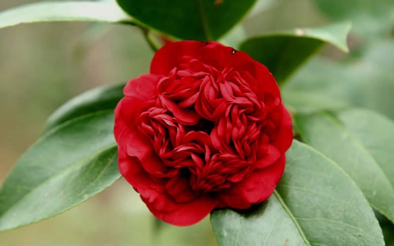 Professor Sargent Camellia Japonica Photo 1