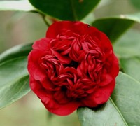 Professor Sargent Camellia Japonica