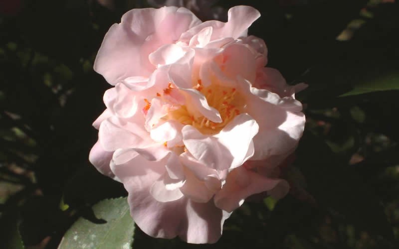 High Fragrance Camellia Japonica  Photo 1
