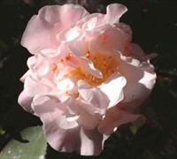 High Fragrance Camellia Japonica 