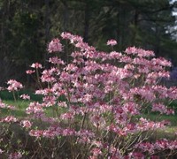 Varnadoe's Phlox Pink Native Azalea - Rhododendron canescens 'Varnadoe Phlox Pink'