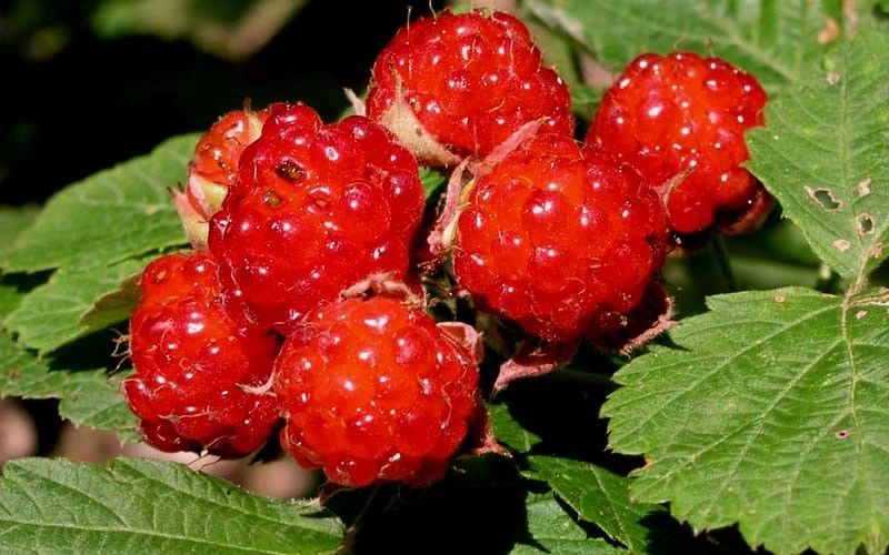 Dorman Red Raspberry - Rubus idaeus 'Dorman Red' - 1 Gallon - Raspberry Bushes | ToGoGarden