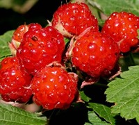 Dorman Red Raspberry - Rubus idaeus 'Dorman Red'