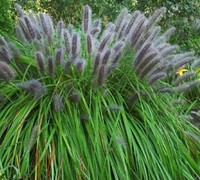 Moudry Black Fountain Grass - Pennisetum