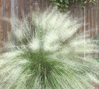 Shop White Cloud Muhly Grass - Muhlenbergia capillaris 'White Cloud' - 1 Gallon Pots