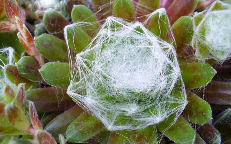 Sempervivum arachnoideum 'Cobwebb Buttons' - Cobweb Buttons Hen And Chicks Photo 1