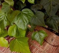 Shop Algerian Ivy - 10 Count Flat of 4" Pots