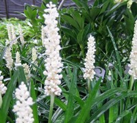 liriope muscari white