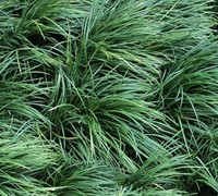 Shop Mondo Grass - 18 Count Flat of 3.5