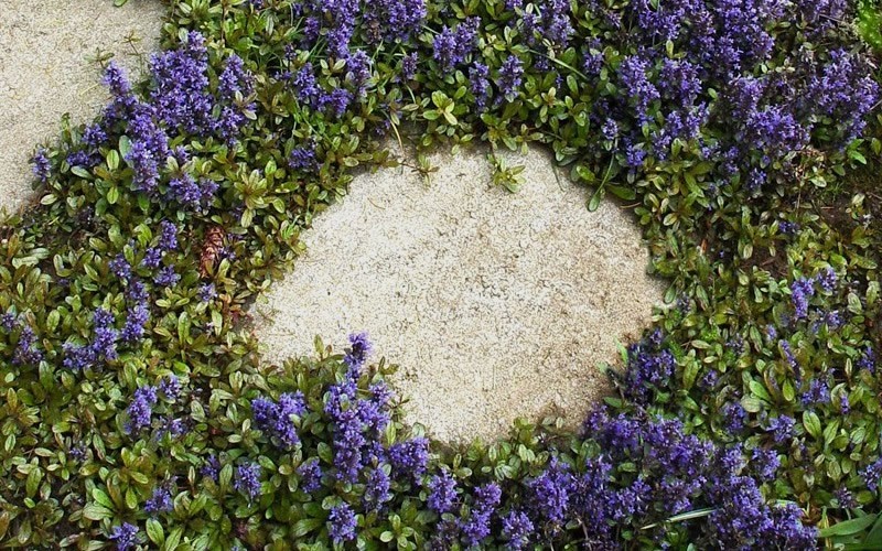 Ajuga Blueberry Muffin Bugleweed  - 10 Count Flat - 4.5