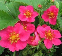 Fragaria ananassa 'Lipstick' - Lipstick Ornamental Strawberry