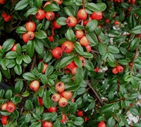 Cotoneaster x suecicus 'Coral Beauty' - Coral Beauty Cotoneaster 