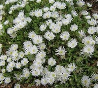 Delosperma basuticum - White Nugget Ice Plant 