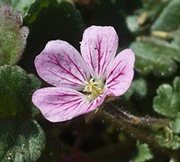 Shop Bishop's Form Pink Cranesbill - 10 Count Flat of 4.5" Pots