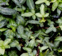 Hedera helix 'Spetchley' - Spetchley Miniature Ivy