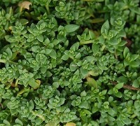 Herniaria glabra - Dwarf Rupturewort