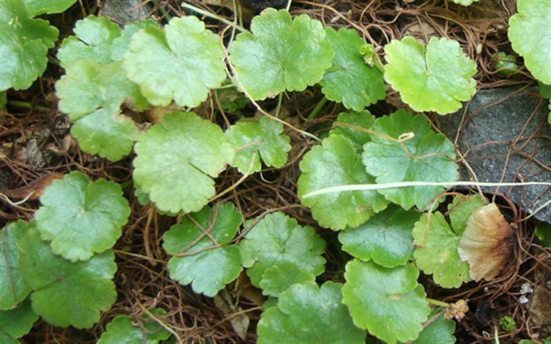 Hydrocotyle sibthorpiodes - Lawn Marsh Pennywort Photo 1