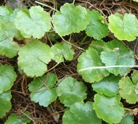 Hydrocotyle sibthorpiodes - Lawn Marsh Pennywort