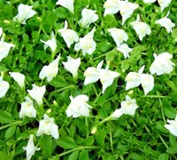 White Mazus Albus