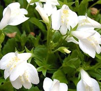 Shop White Mazus Albus - 10 Count Flat of 4.5" Pots