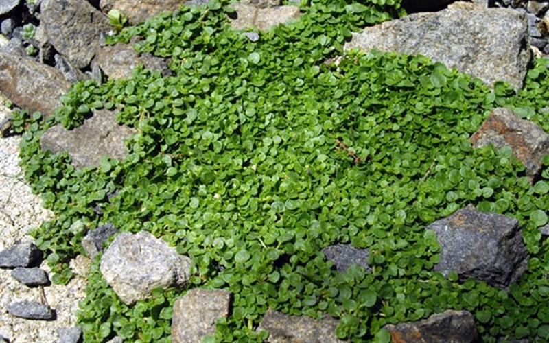 thumbnail image 2 of 100+ Seeds Corsican Mint Mentha Requienii Herb Fragrant Ground Cover Flower Seeds Perfect For Planting And Gifting 2 of 9