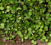 Muehlenbeckia axillaris 'Nana' - Little Leaf Creeping Wire Wine
