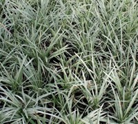Ophiopogon japonicus 'Nana Variegated' - Variegated Dwarf Mondo Grass