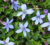 Pratia pedunculata 'Country Park' - Country Park Blue Star Creeper