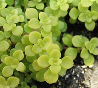 Limelight Japanese Stonecrop
