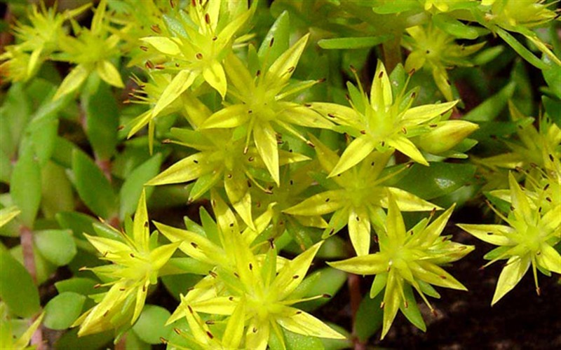 Sedum sarmentosum- Gold Moss Stonecrop Photo 1