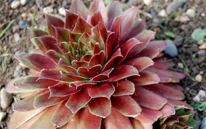 Sempervivum 'Red Rubin' - Red Rubin Hen And Chicks - (1) 5