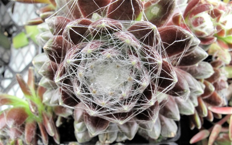 Sempervivum arachnoideum 'Red Cobwebs' - Red Cobweb Hen And Chicks - 10 Count Flat - 4.5