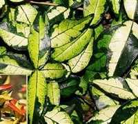 Ogon Nishiki Variegated Asian Jasmine - Trachelospermum asiaticum