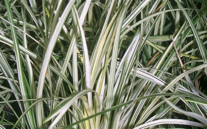 Ophiopgon japonicus 'Silver Mist' - Silver Mist Mondo Grass - 18 Count Flat of 4" Pots - Ophiopogon - Mondo Grass | ToGoGarden