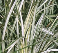 Ophiopgon japonicus 'Silver Mist' - Silver Mist Mondo Grass