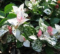 Snow N Summer Asian Jasmine - Trachelospermum asiaticum