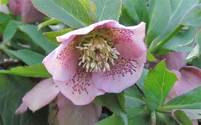 Pink Lady Helleborus - Lenten Rose - 1 Gallon - Long Blooming Perennials | ToGoGarden