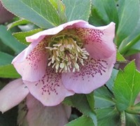Pink Lady Helleborus - Lenten Rose
