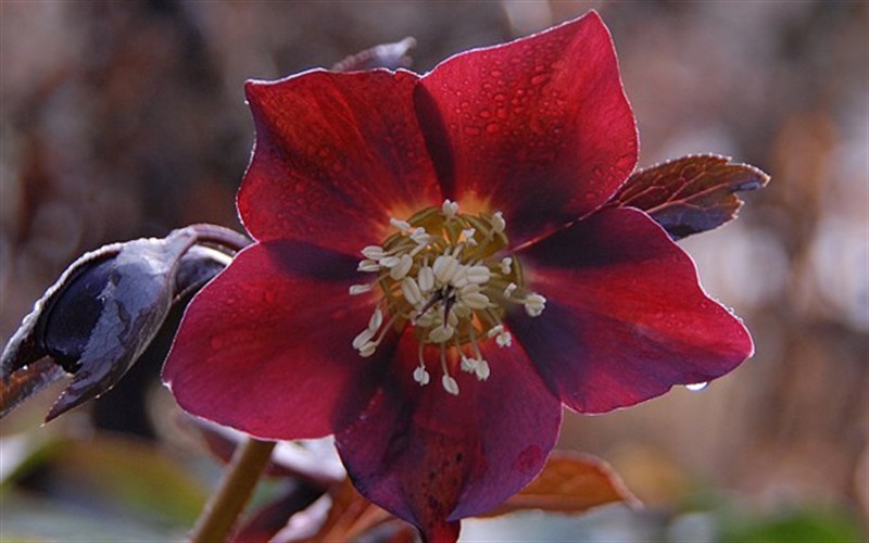 Red Lady Helleborus - Lenten Rose Photo 1