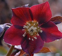 Red Lady Helleborus - Lenten Rose