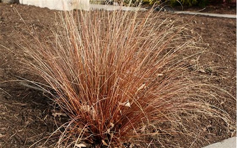 Carex buchananii - Red Rooster Leather Leaf Sedge Photo 1