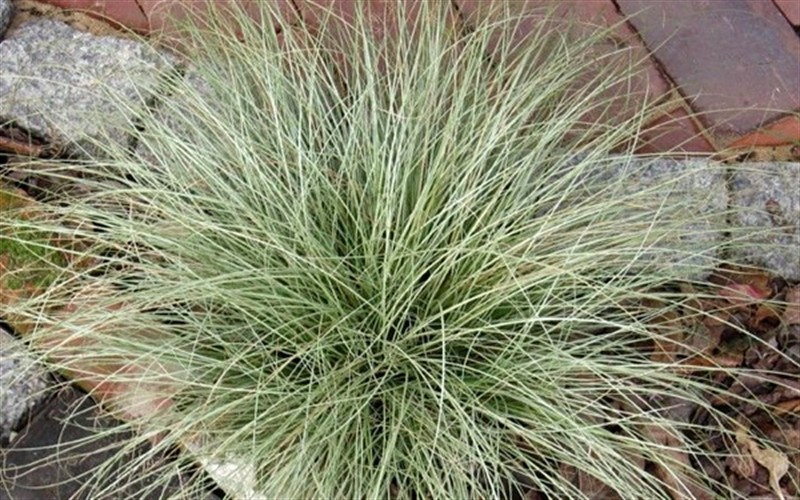 Carex Amazon Mist