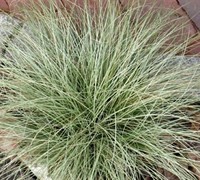 Shop Carex comans - Amazon Mist New Zealand Hair Sedge - 10 Count Flats - Quart Pots