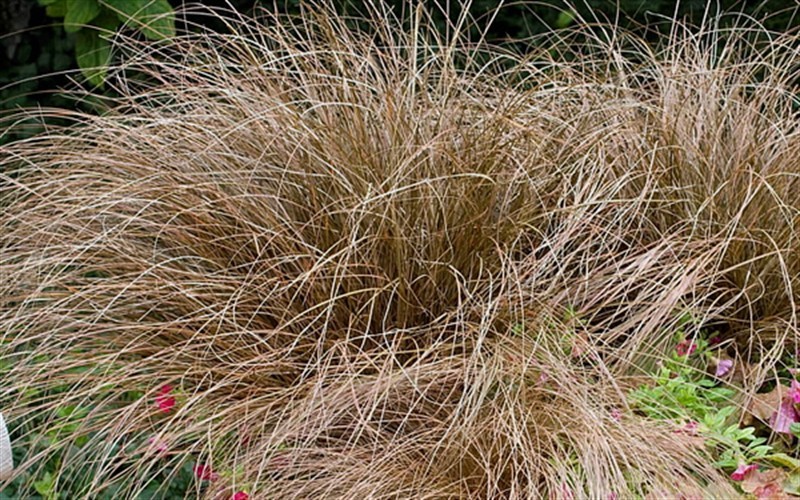 Carex flagellifera - Toffee Twist Sedge - 10 Count Flat - Quart Pots - Perennial Grasses | ToGoGarden