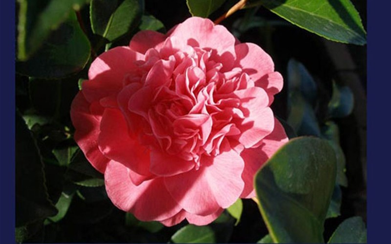 Marie Bracey Camellia Japonica Photo 2