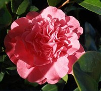 Marie Bracey Camellia Japonica