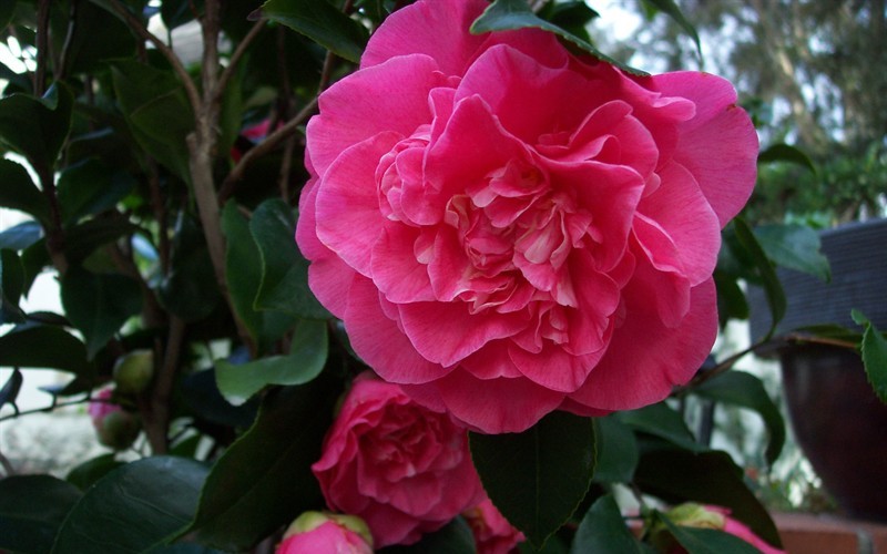 Marie Bracey Camellia Japonica Photo 4